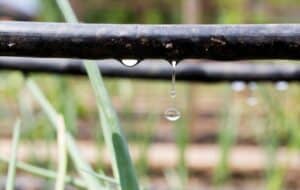 Irrigation in Greenville, Muhlenberg County, and Lewisburg, KY