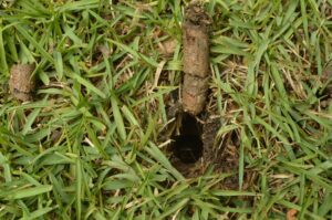 a dirt plug from aeration in Lewisburg, KY