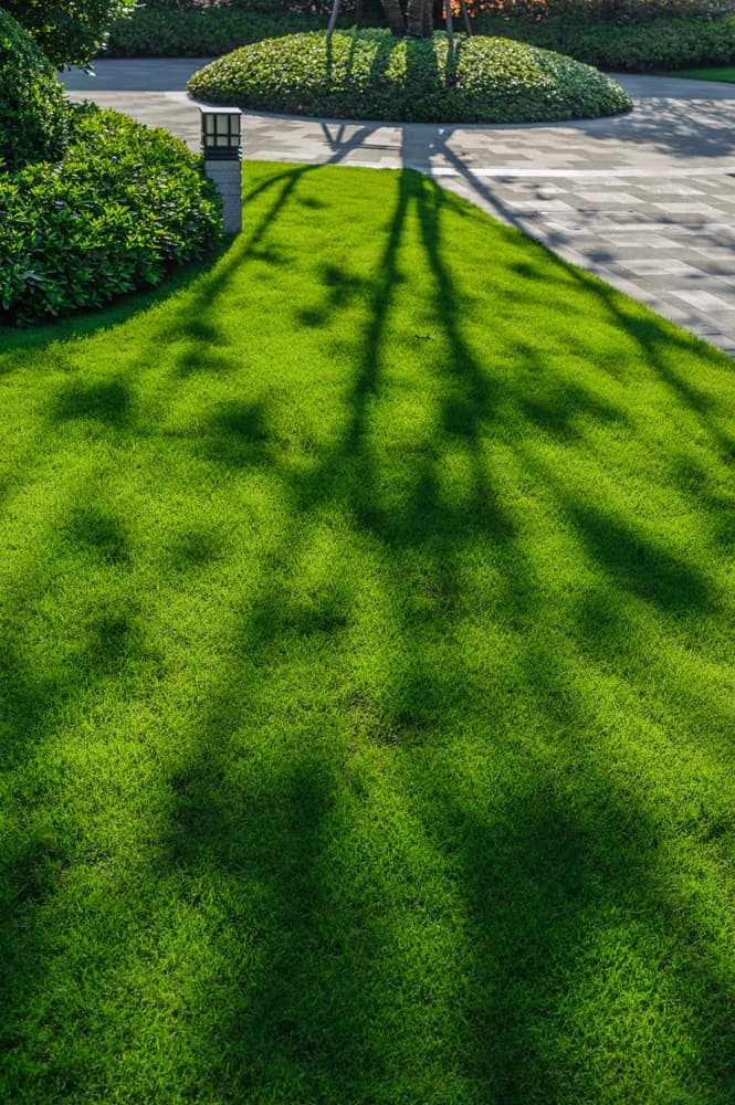 Lawn in Lewisburg