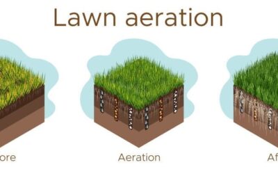Rejuvenate Your Lawn with Aeration and Overseeding