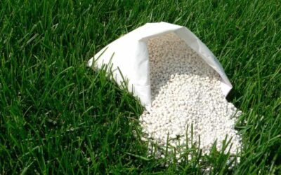Why Overseeding is Essential This Fall