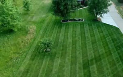 Lawn Care Advice | Common Weed Species & How to Defeat Them