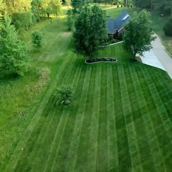 Lawn Care Advice | Common Weed Species & How to Defeat Them