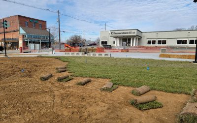 New Sod? Here’s Exactly What to Do Next