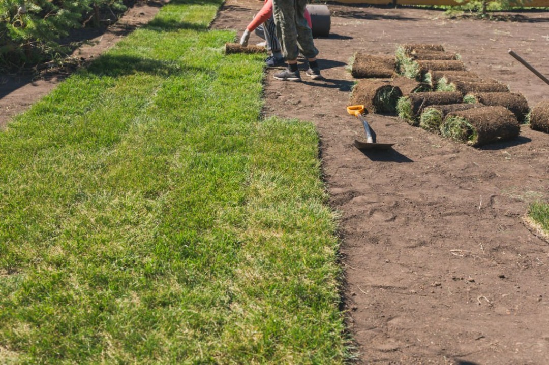 A couple of landscaping experts taking care of a sod installation task.
