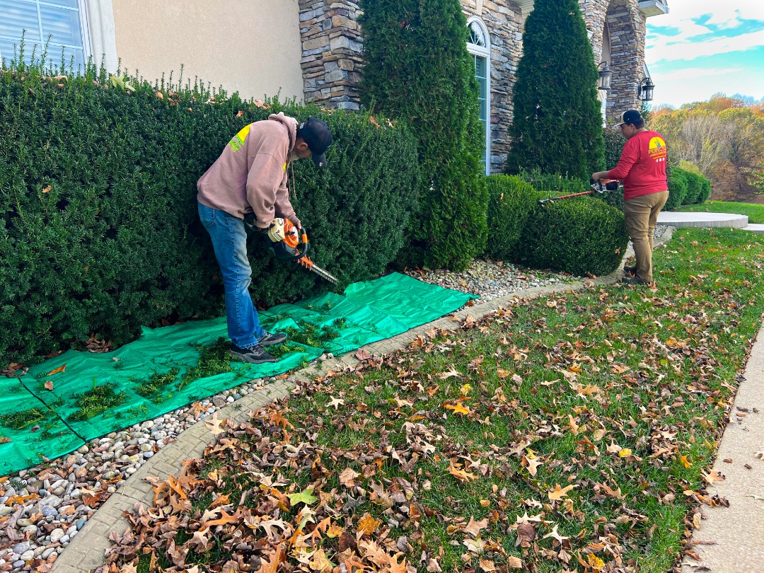 perfection lawn landscape madisonville fall cleanups - Perfection Lawn & Landscape LLC Two landscapers trim tall evergreen shrubs with gas hedge trimmers, using tarps to catch clippings near a stone house exterior.